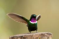 ECUADOR-FAUNA