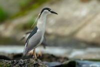 Nycticorax nycticorax