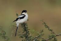 ETHIOPIA FAUNA