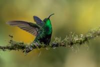 ECUADOR-FAUNA