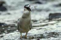 Nycticorax nycticorax