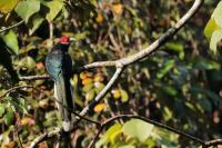 Sri Lanka FAUNA