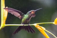 ECUADOR-FAUNA