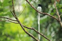 Sri Lanka FAUNA