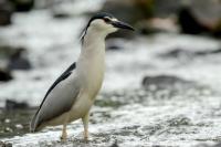 Nycticorax nycticorax