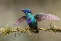 ECUADOR-FAUNA