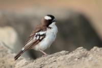 ETHIOPIA FAUNA