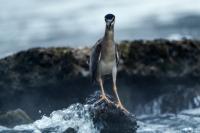 Nycticorax nycticorax