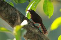 Sri Lanka FAUNA