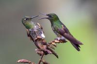 ECUADOR-FAUNA