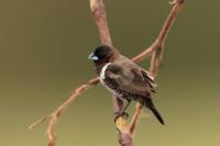 ETHIOPIA FAUNA