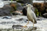 Nycticorax nycticorax