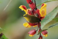 Sri Lanka FAUNA