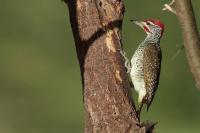 Tanzania-FAUNA