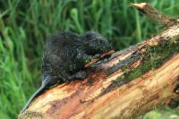 Eurasian beaver