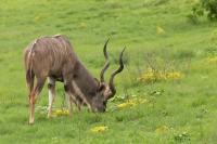 Greater kudu