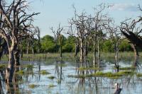 Botswana - landscape