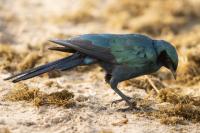 Lamprotornis australis