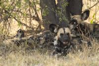 African wild dog