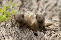 Common dwarf mongoose