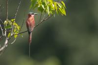 Merops nubicoides