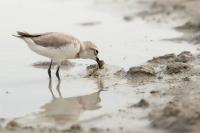 Charadrius pallidus