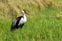 Grus carunculata