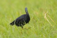 Egretta vinaceigula