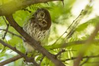 Glaucidium perlatum