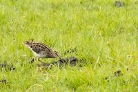 Gallinago nigripennis