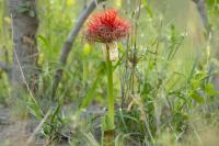 Botswana - FLORA