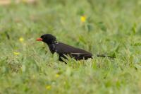 Bubalornis niger