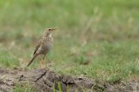 Anthus cinnamomeus