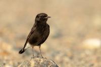 Egypt FAUNA