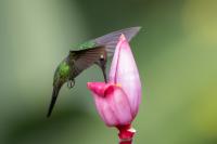 ECUADOR-FAUNA