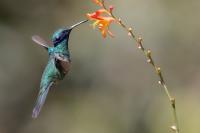 Colibri coruscans