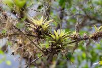 ECUADOR -FLORA