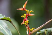 ECUADOR -FLOWERS