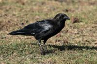 Corvus edithae