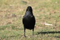 Corvus rhipidurus