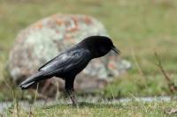 Corvus capensis