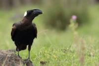 Corvus crassirostris