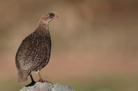 ETHIOPIA FAUNA