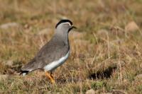 Vanellus melanocephalus