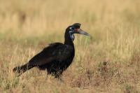 Bucorvus abyssinicus