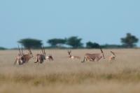 East African oryx