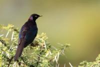 Lamprotornis purpuroptera