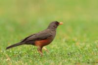 Turdus abyssinicus