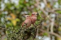 Coracias naevius