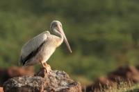 Pelecanus rufescens